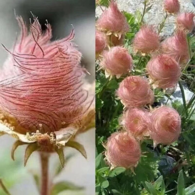 ——
三花水杨梅（Geum triflorum）
花朵在某个阶段看起来好像棉花糖~ ​​​