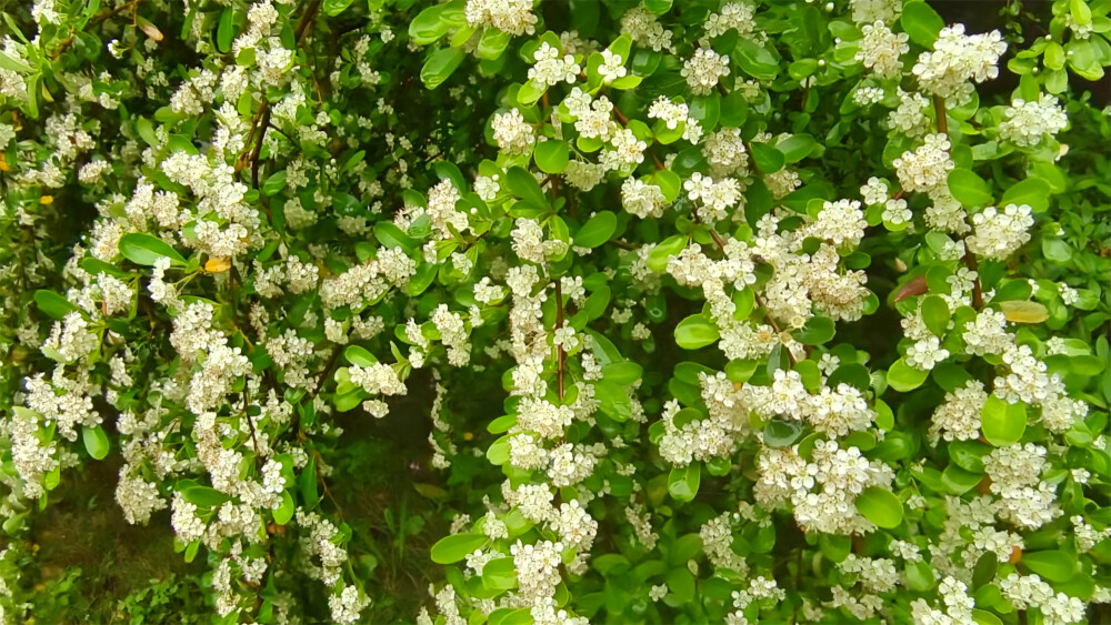 美丽吉安之赏花系列：火棘花开醉人心扉