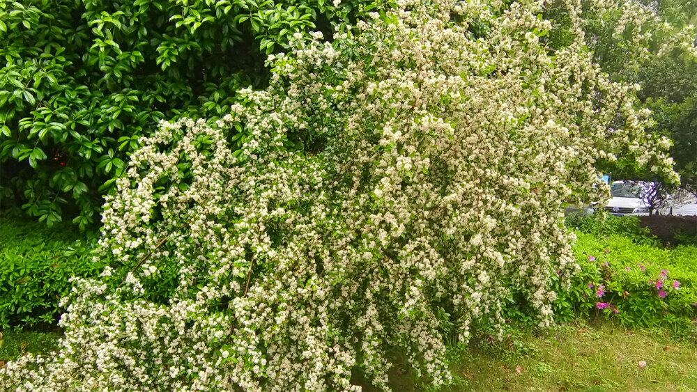 美丽吉安之赏花系列：火棘花开醉人心扉