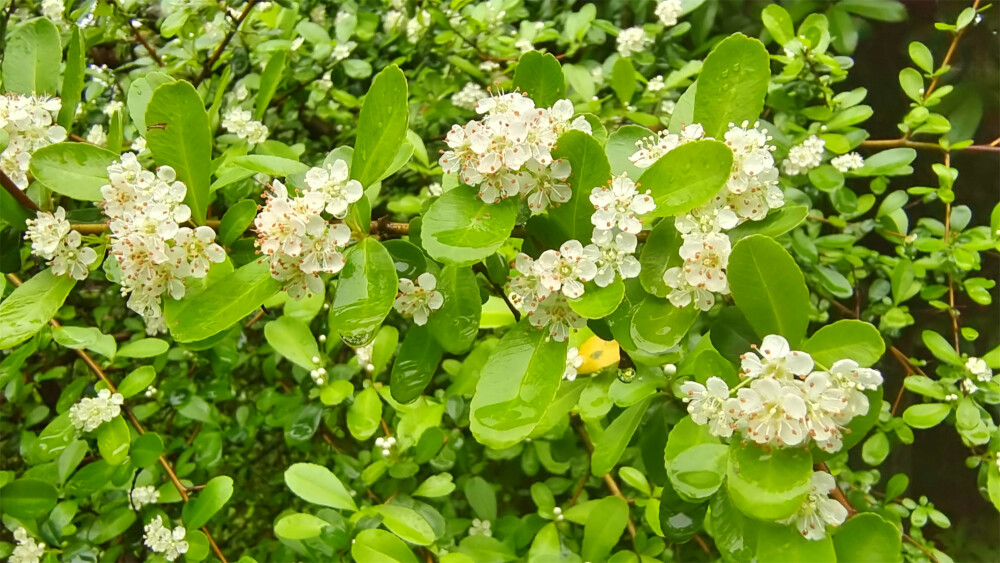 美丽吉安之赏花系列：火棘花开醉人心扉