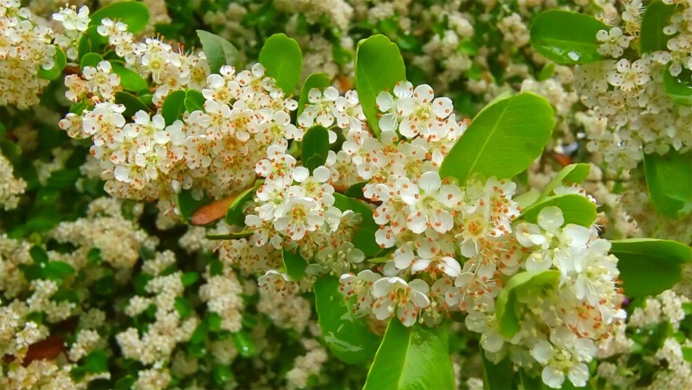 美丽吉安之赏花系列：火棘花开醉人心扉