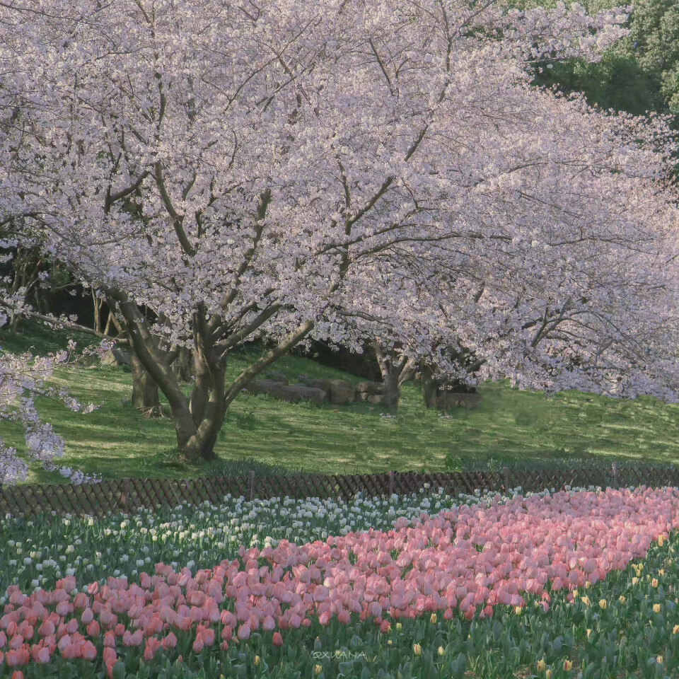 郁金香樱花壁纸