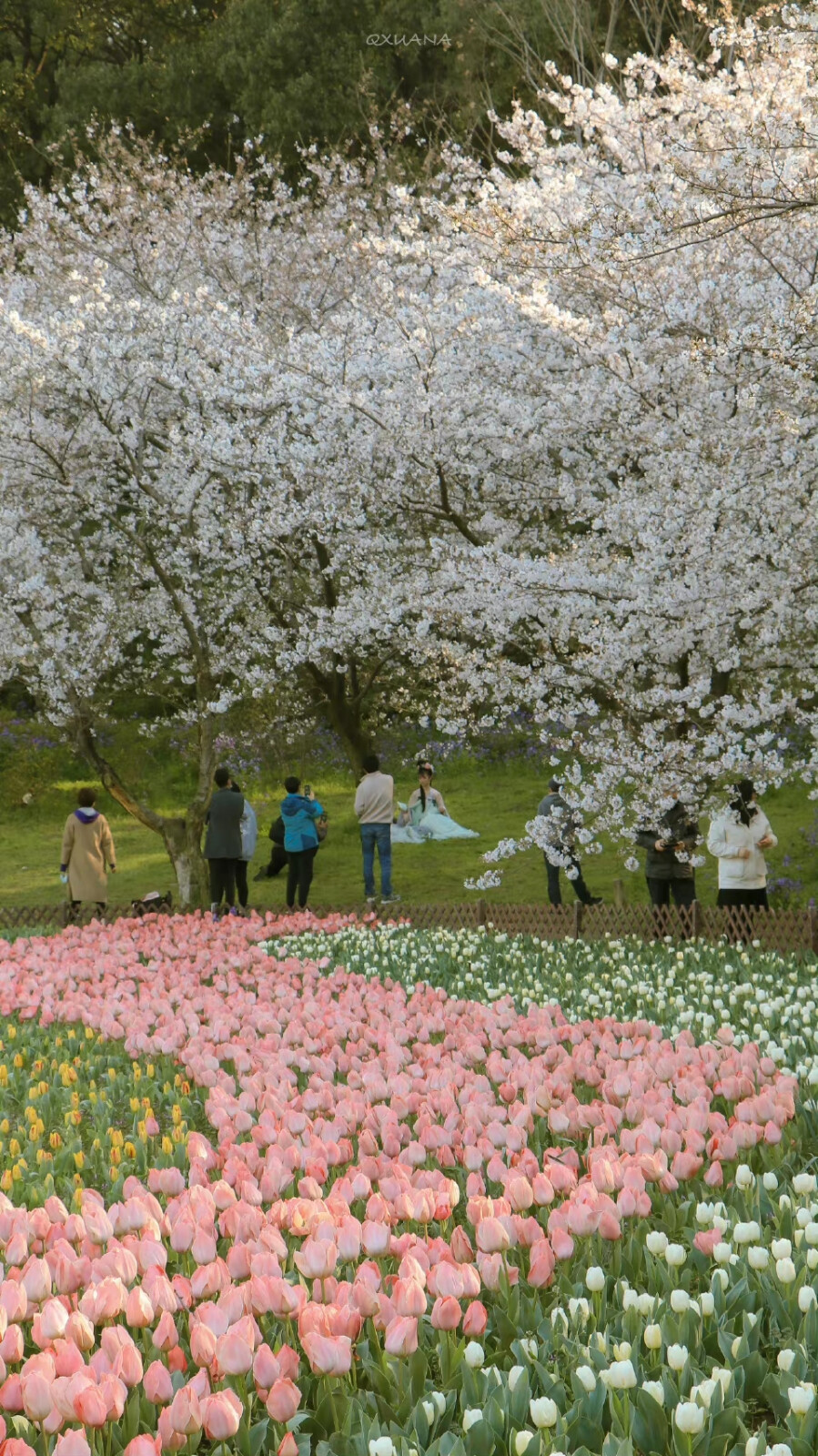 郁金香樱花壁纸