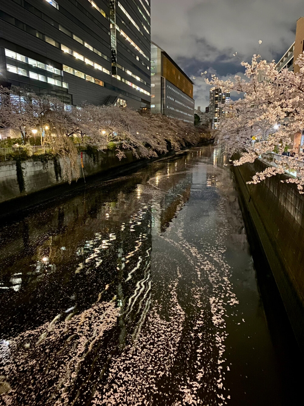 樱花背景图