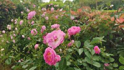 美丽吉安之赏花系列：“七姊妹”花开艳丽