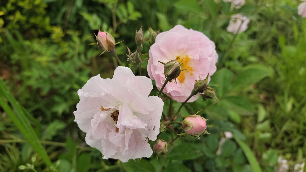 美丽吉安之赏花系列：“七姊妹”花开艳丽