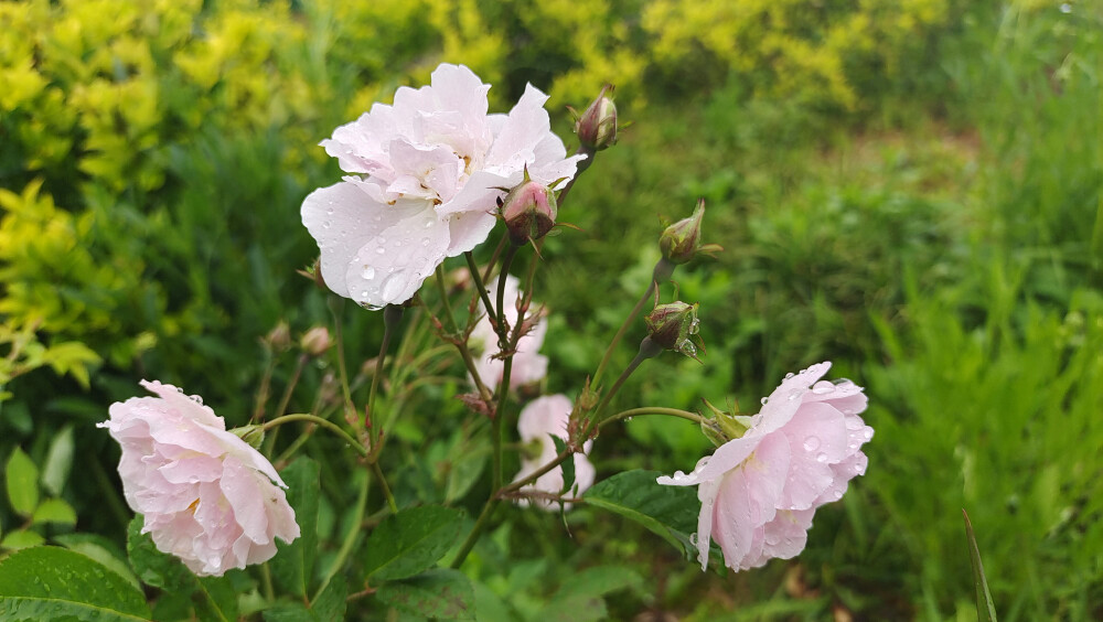 美丽吉安之赏花系列：“七姊妹”花开艳丽