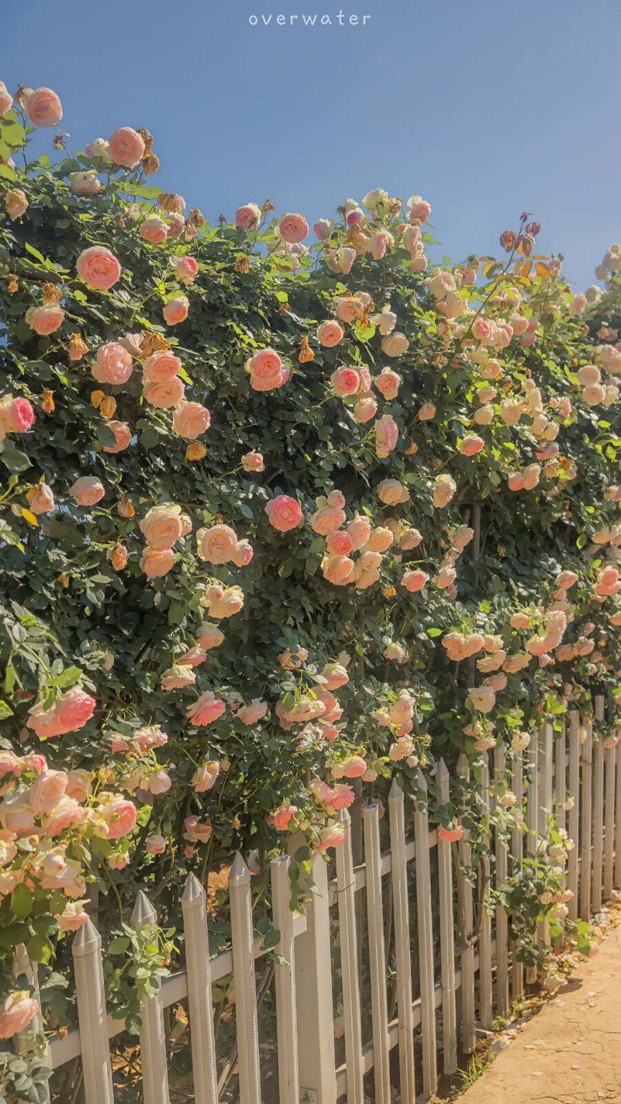 花花风景动物人