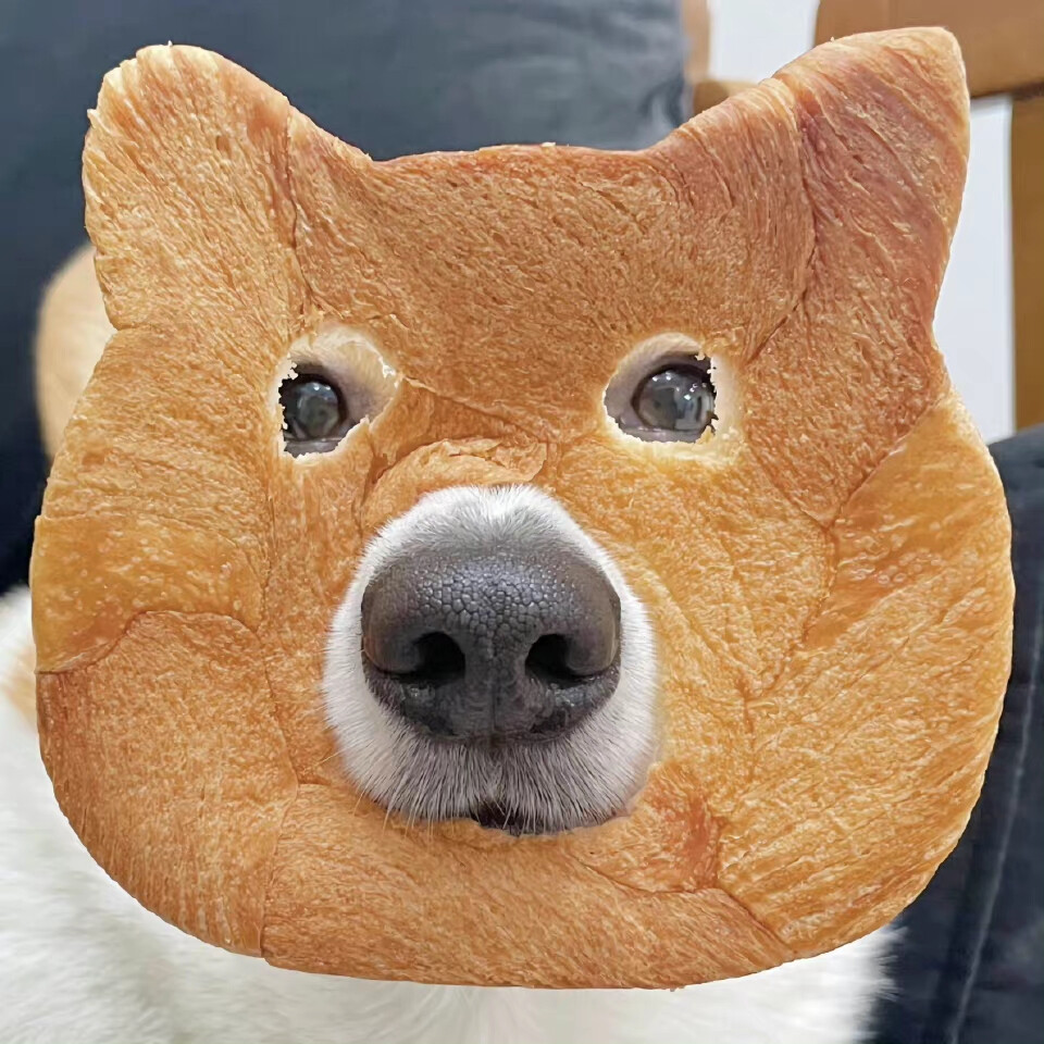 面包狗梗图图片