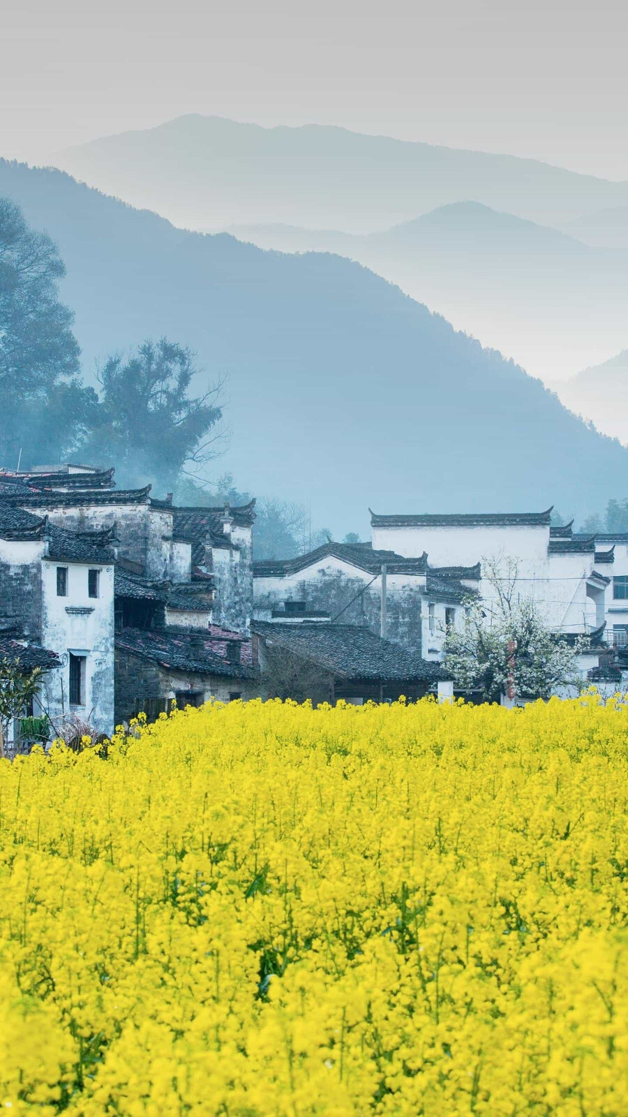 漫山的油菜花，热闹的乡间阡陌，朴实的古村街巷，江西婺源藏着中国最美春天。©视觉中国