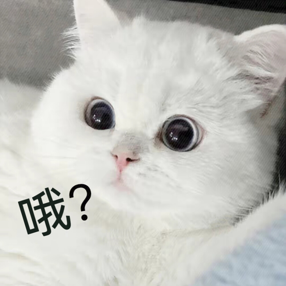 猫猫头