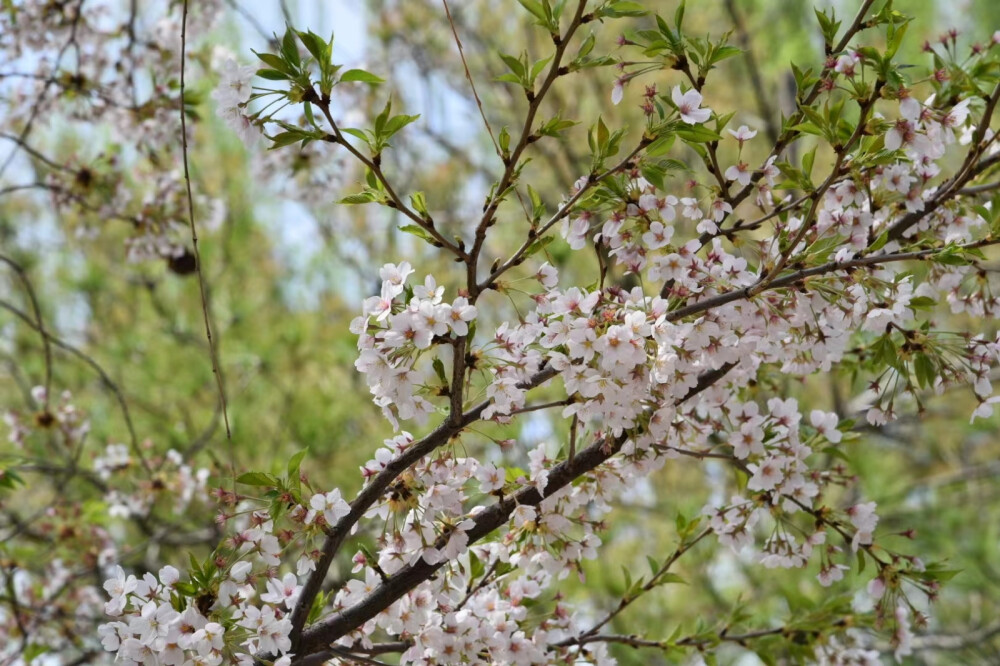 来自什刹海的花海～