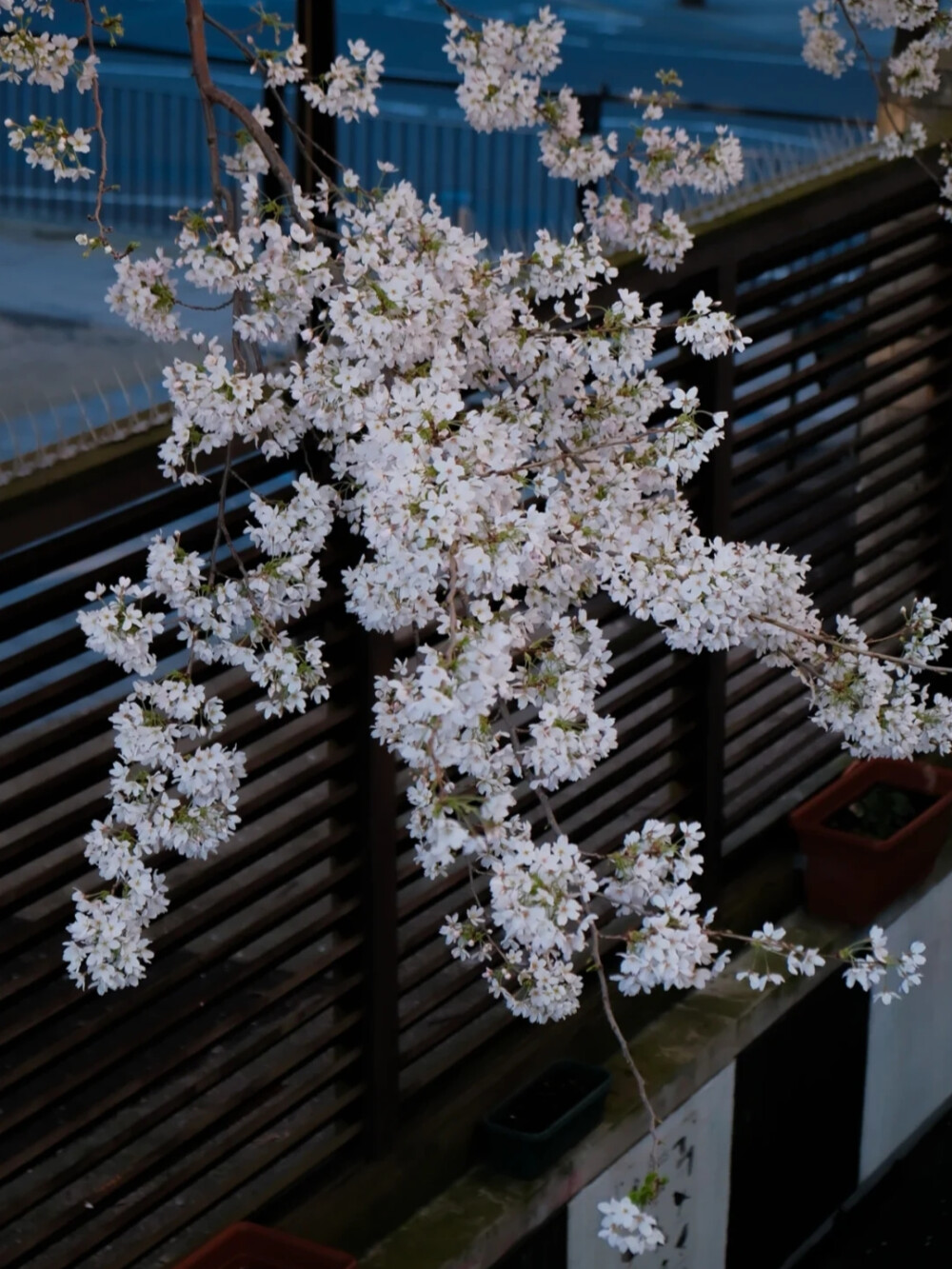 浪漫樱花背景图