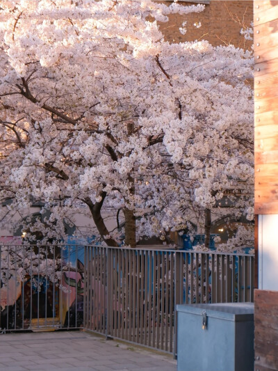 浪漫樱花背景图