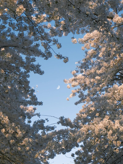 浪漫樱花背景图