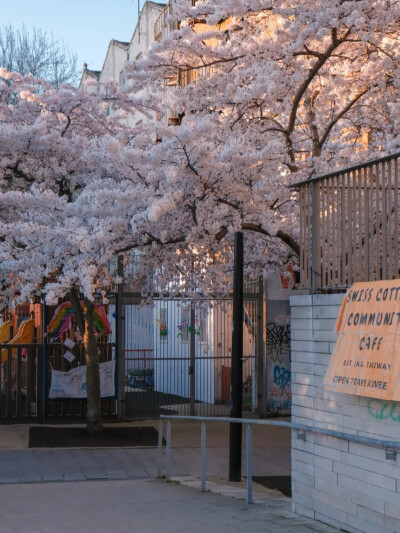 浪漫樱花背景图