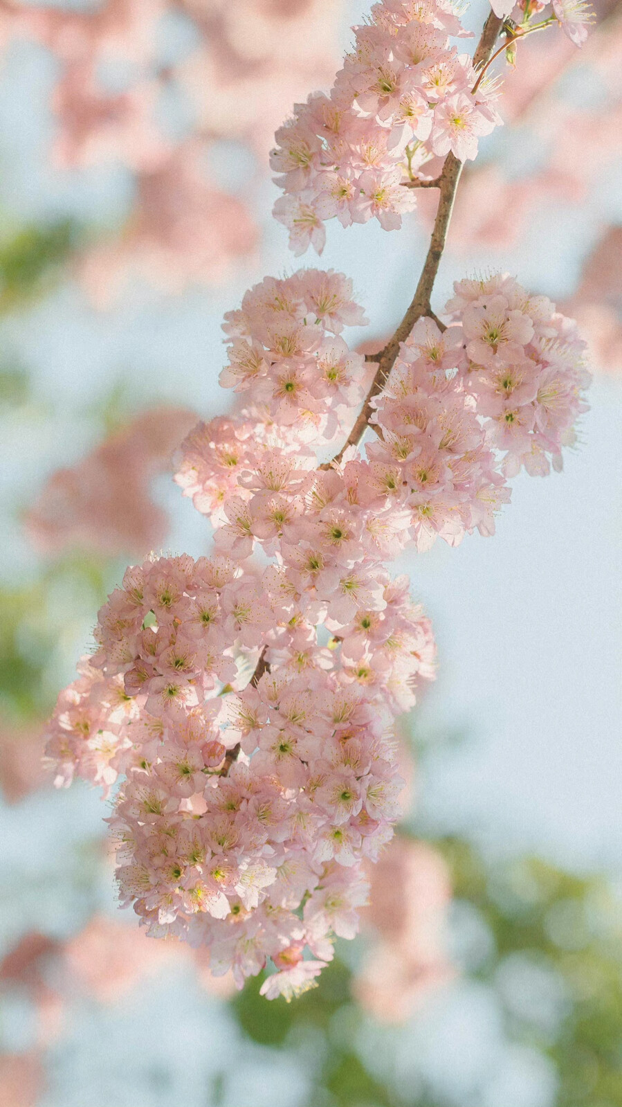 “你来过这里的吧？对啊，你来过的。人群中的四月芳菲，双眸中闪动着的，人间的仲夏。树叶飘起又落下，你闯入又离开。只留下这里，这里冰川和雪浮动，寒风凛冽，人迹罕至。”
——X ÷7 ​​​
晚安.
摄影师/我们只在地球住几晚哦