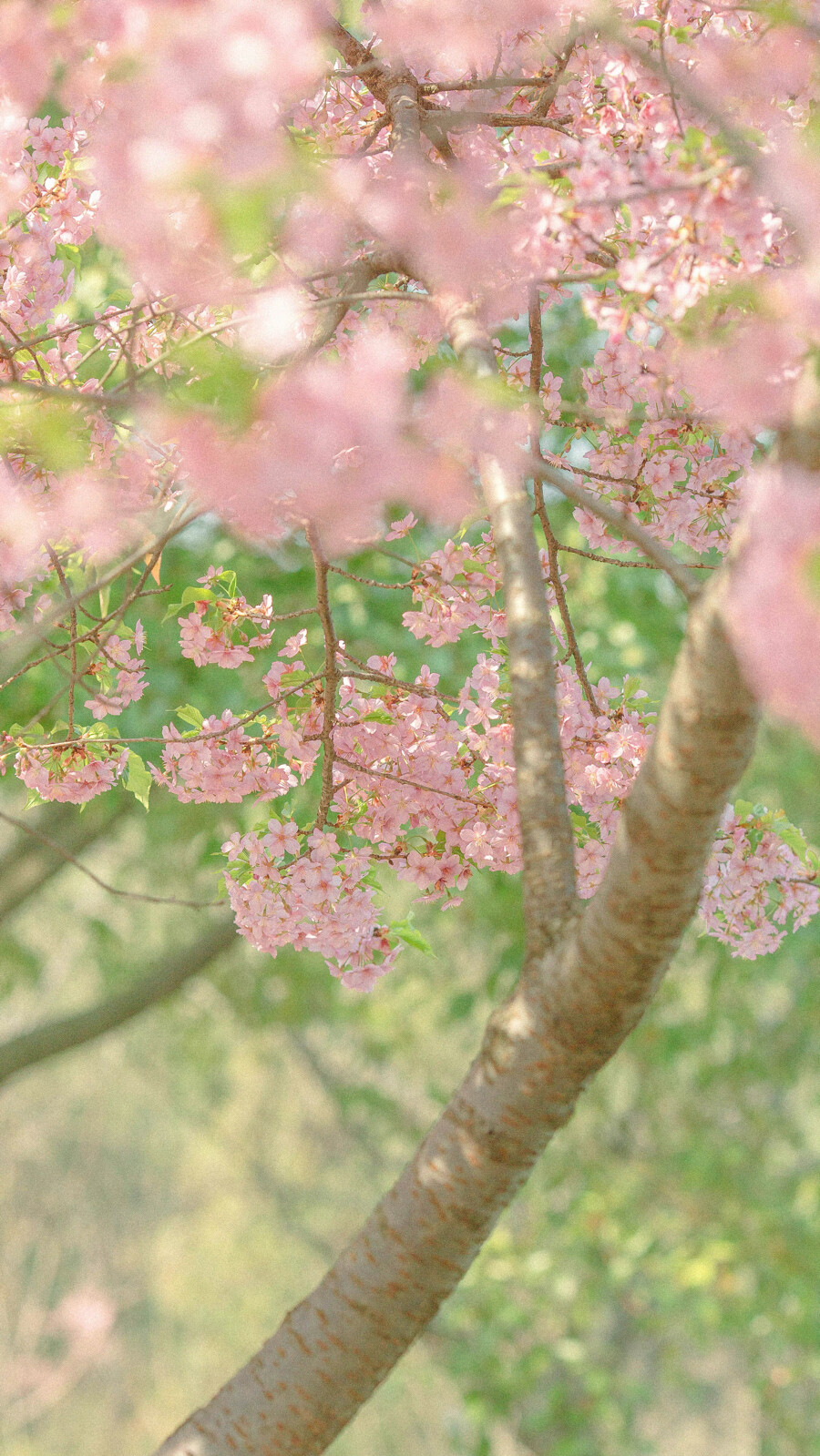 “你来过这里的吧？对啊，你来过的。人群中的四月芳菲，双眸中闪动着的，人间的仲夏。树叶飘起又落下，你闯入又离开。只留下这里，这里冰川和雪浮动，寒风凛冽，人迹罕至。”
——X ÷7 ​​​
晚安.
摄影师/我们只在地球住几晚哦