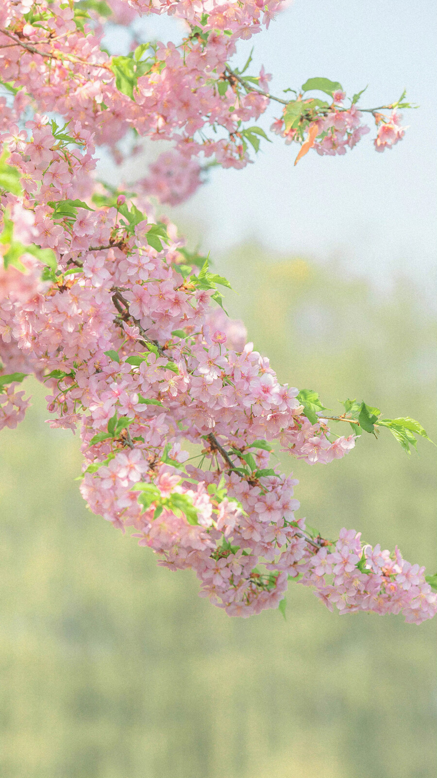 “你来过这里的吧？对啊，你来过的。人群中的四月芳菲，双眸中闪动着的，人间的仲夏。树叶飘起又落下，你闯入又离开。只留下这里，这里冰川和雪浮动，寒风凛冽，人迹罕至。”
——X ÷7 ​​​
晚安.
摄影师/我们只在地球住几晚哦