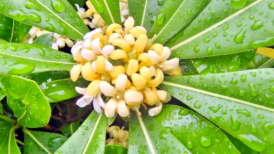 美丽吉安之赏花系列：雨中海桐 花香更浓