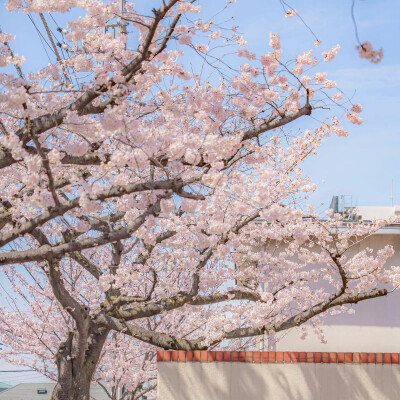  ▸春日限定浪漫｜樱花篇