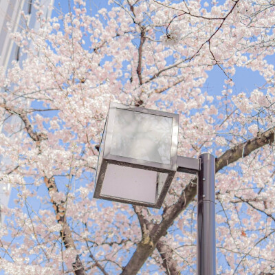  ▸春日限定浪漫｜樱花篇