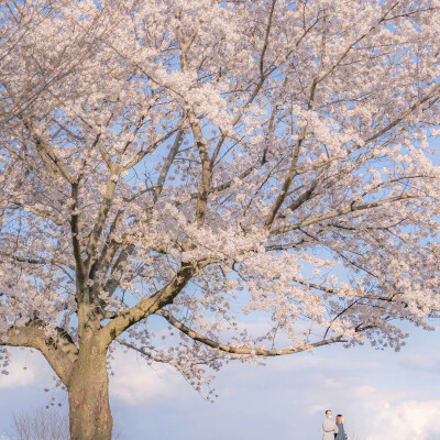  ▸春日限定浪漫｜樱花篇