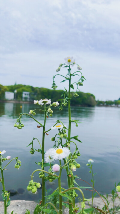 ˁ῁̭ˀˁ῁̮ˀ春日限定
绿色是春天最好的文案
❀