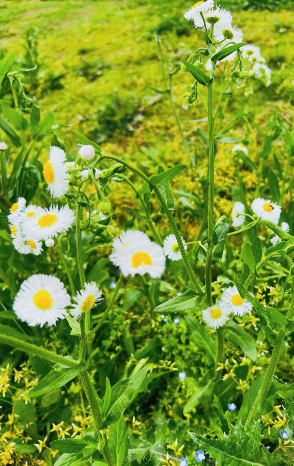 ˁ῁̭ˀˁ῁̮ˀ春日限定
绿色是春天最好的文案
❀