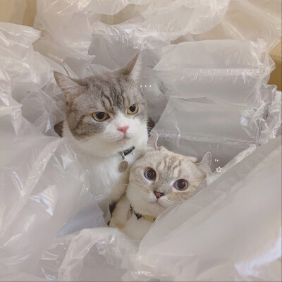 猫咪