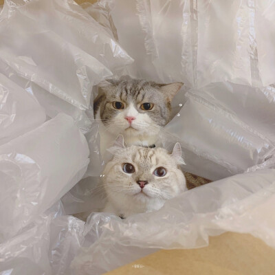 猫咪