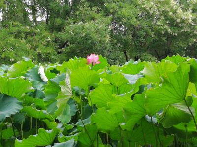 白马寺