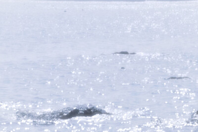 雪允*The Little Princess