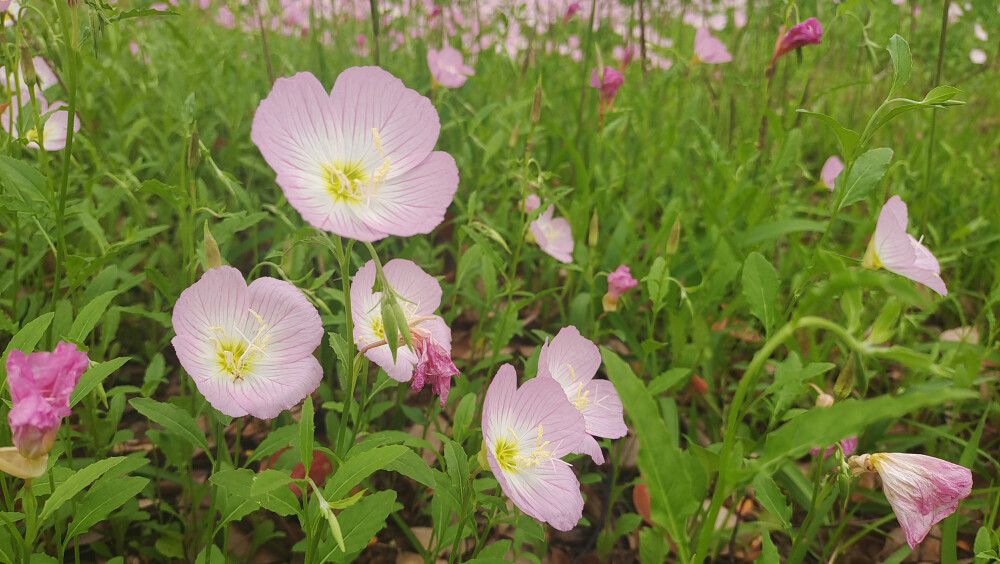 美丽吉安之赏花系列：美丽月见草娇艳怒放
4月15日，在江西吉安城南的香樟园内，大片的美丽月见草娇艳怒放，犹如一只只粉色的蝴蝶，翩翩起舞，给城区增添了一份浪漫景致。