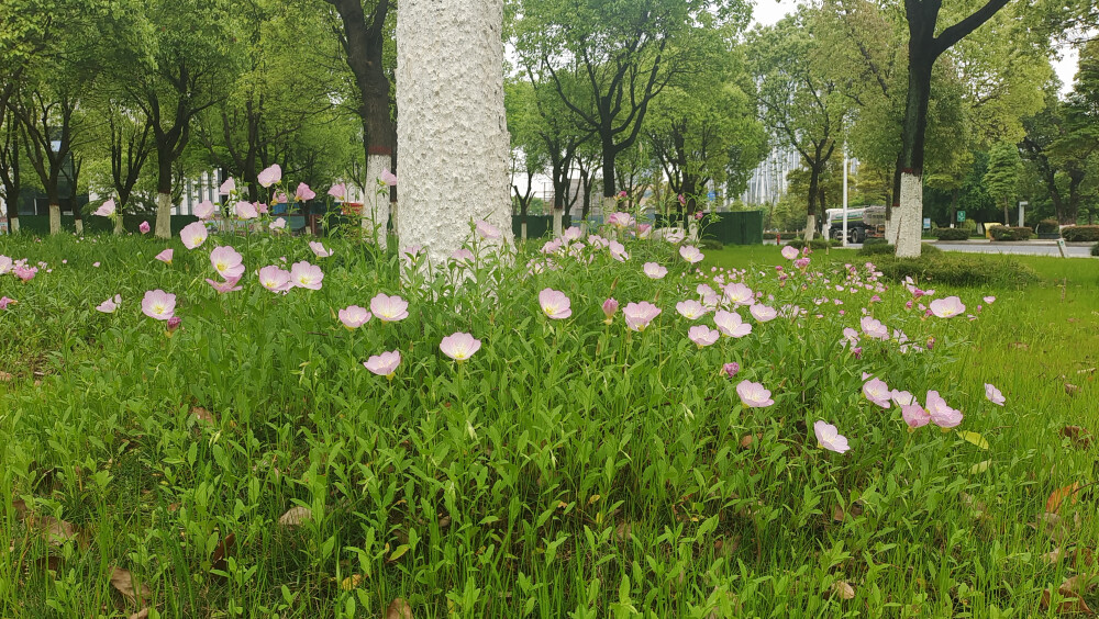 美丽吉安之赏花系列：美丽月见草娇艳怒放
4月15日，在江西吉安城南的香樟园内，大片的美丽月见草娇艳怒放，犹如一只只粉色的蝴蝶，翩翩起舞，给城区增添了一份浪漫景致。