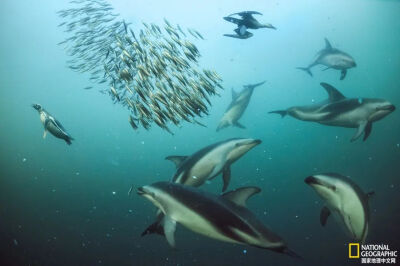 协作捕猎
巴塔哥尼亚——聪明的暗黑斑纹海豚正协作将鱼群聚在一起，然后轮流享用它们。摄影：BRIAN J. SKERRY
