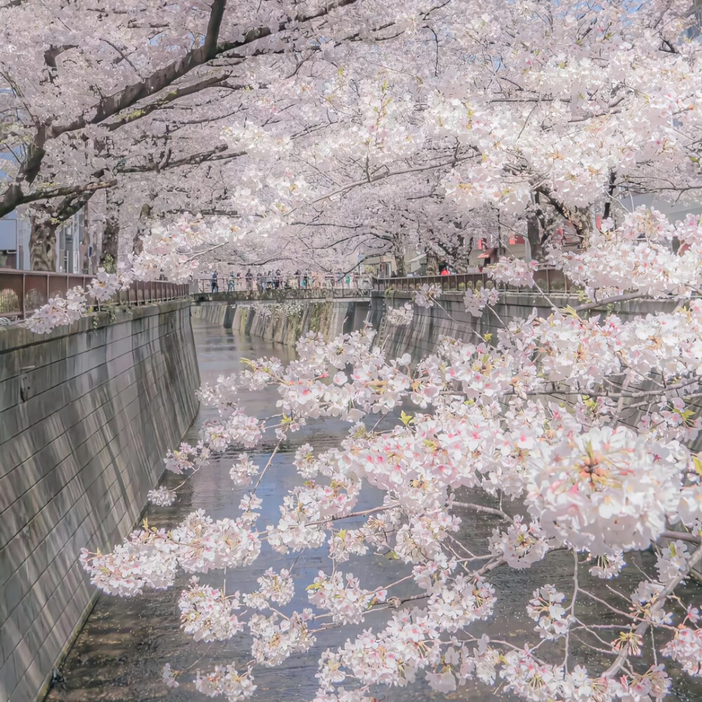 背景图｜手绘樱花