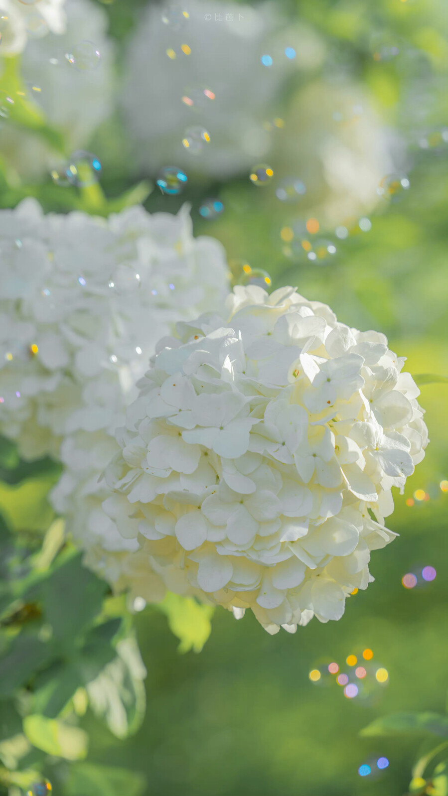 ꕀ ฅ՞•ﻌ•՞ฅ
好风景配好心情
早安.
摄影师/比芭芭芭卜_