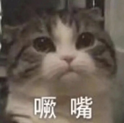 猫猫表情包