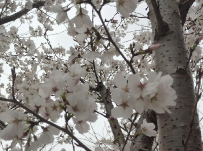 深染樱花色，花衣引旧思