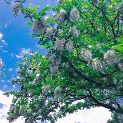 夏天是橘子味的气泡水