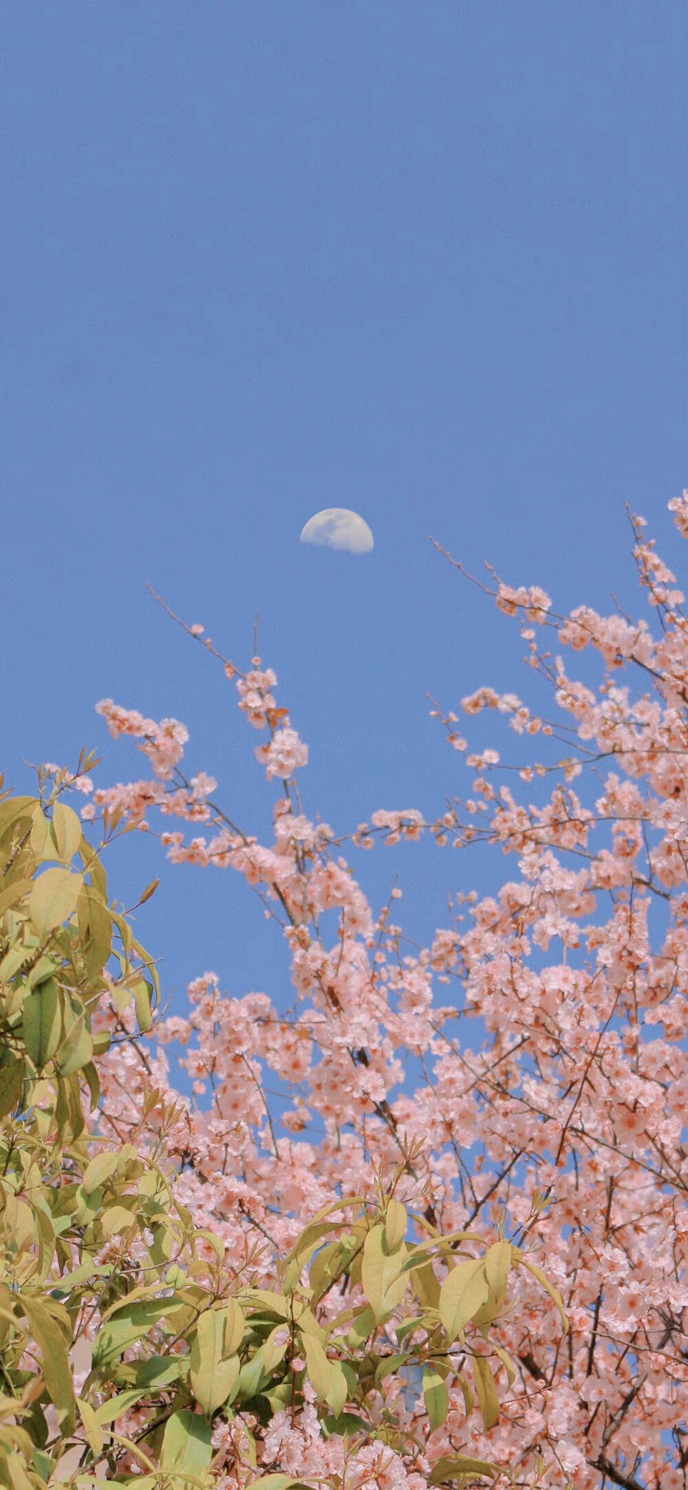 春日壁纸
