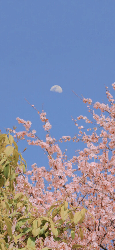 春日壁纸
