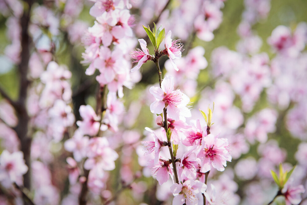 桃花