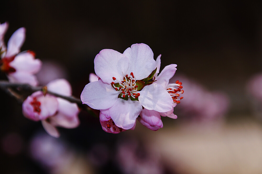 桃花