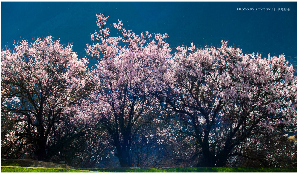 桃花