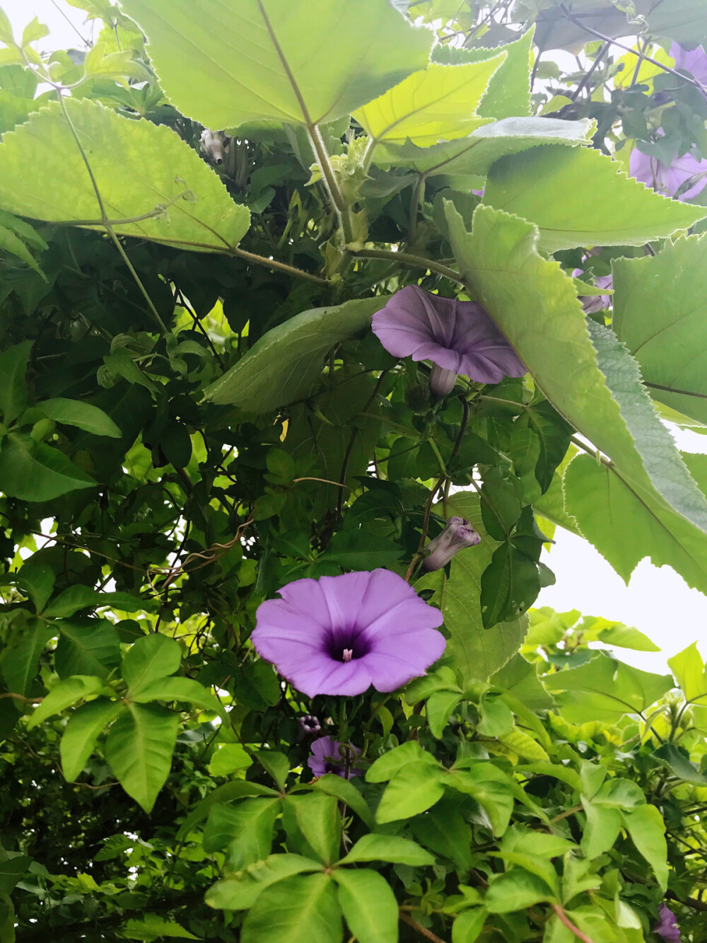 朝顏：牽牛花；因為她「朝開夕落」，早上綻放的清麗的容顏，夕陽下山後就凋謝了，象徵著美麗但短暫的生命！
花語：稍縱即逝，沒有結果的愛情。