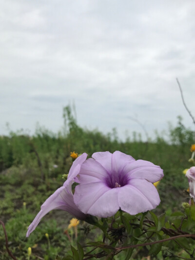 朝顏：牽牛花；因為她「朝開夕落」，早上綻放的清麗的容顏，夕陽下山後就凋謝了，象徵著美麗但短暫的生命！
花語：稍縱即逝，沒有結果的愛情。