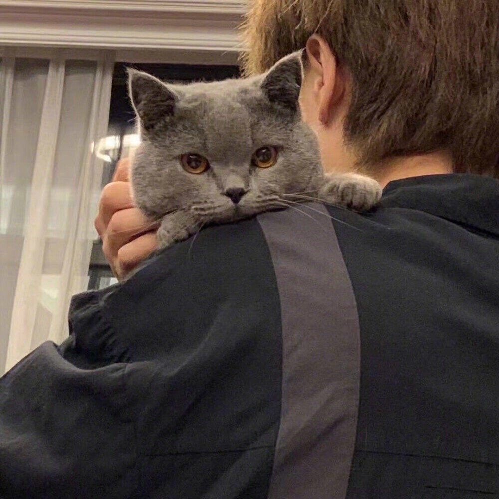 猫猫男头