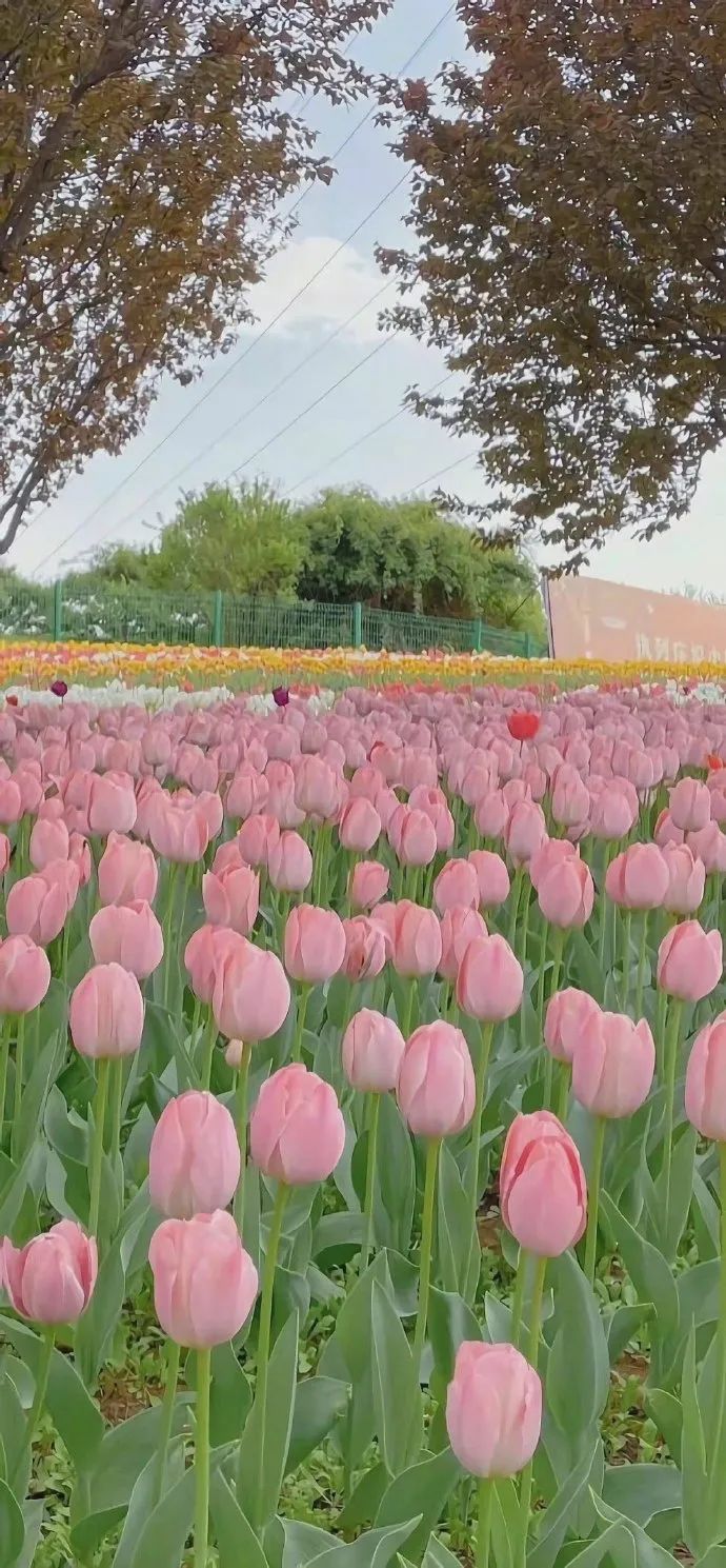 “浪漫不一定非要一束花 也可以是有人愿意听你讲一堆废话”